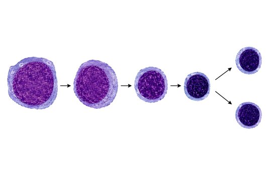Ultra Realistic Lymphocyte Maturation Stages with Giemsa Stain Isolated on White Background.