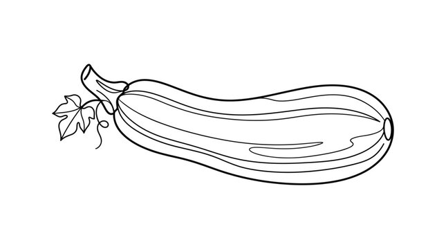 Zucchini Outline Drawing - Fresh Vegetable Vector Illustration
