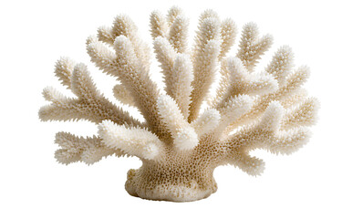 Obraz premium White Coral Reef Branch Isolated on Transparent Background