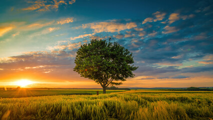 Sunset tree graas nature © dimasmj