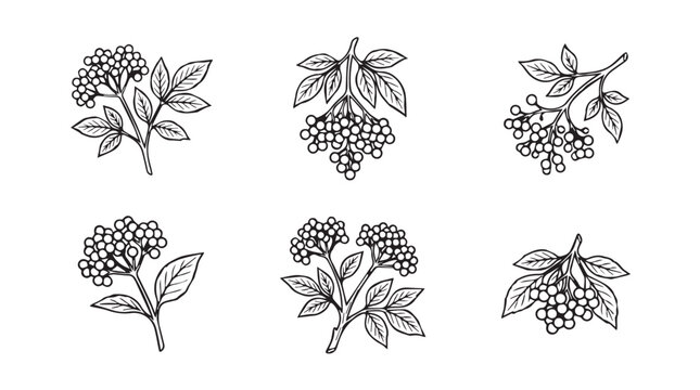 Botanical illustrations of hydrangeas and grapes on branches with hand drawn line art white background hydrangea botanical illustration fragrant decorative ornamental collection isolated