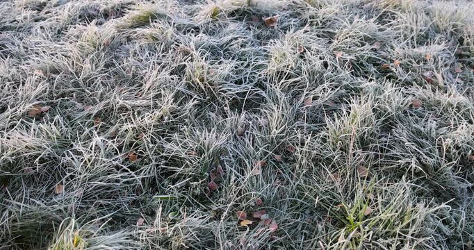 Frozen grass in the meadow, dry and green grass with frost on the stems forms a textured background of frozen plants in the park.