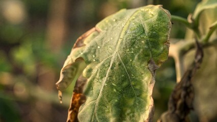 Fototapeta premium toxin. A wilted green leaf with droplets of pesticide in morning light. ESG reports, sustainability campaigns, designed for sustainability communications and ESG reporting, used by project managers.