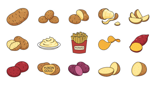 Collection of Fresh Potatoes, Mashed Potatoes, French Fries, Potato Chips, and Sweet Potatoes illustrations