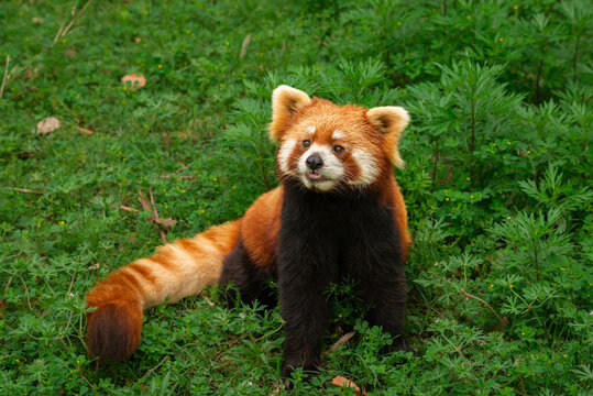 red panda in the forest