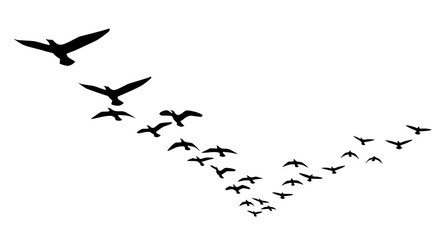 Obraz premium Flock of Birds Flying in Formation Silhouette