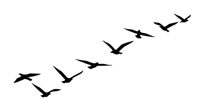 Flock of Birds Flying in V Formation Silhouette