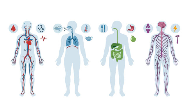 Infographic illustration of human body systems including circulatory, respiratory, digestive and skeletal systems with organs and icons on a white background.