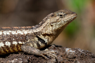 Obraz premium San Cristobal Lava Lizard from San Cristobal Island; Galapagos