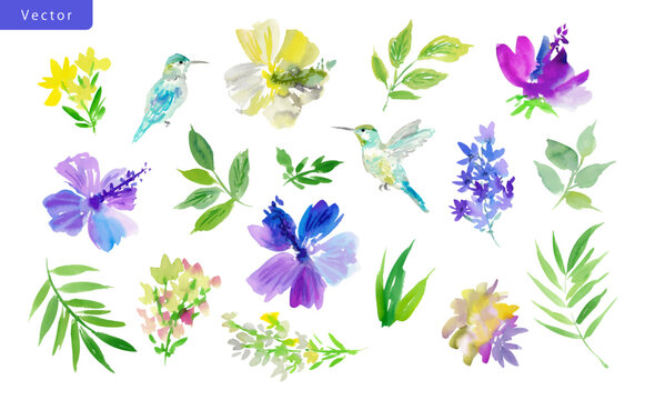 Watercolor Tropical Hibiscus vector Clipart Set with Hummingbirds, Purple Floral PNG Elements for Wedding Invitations, Greeting Cards & Branding