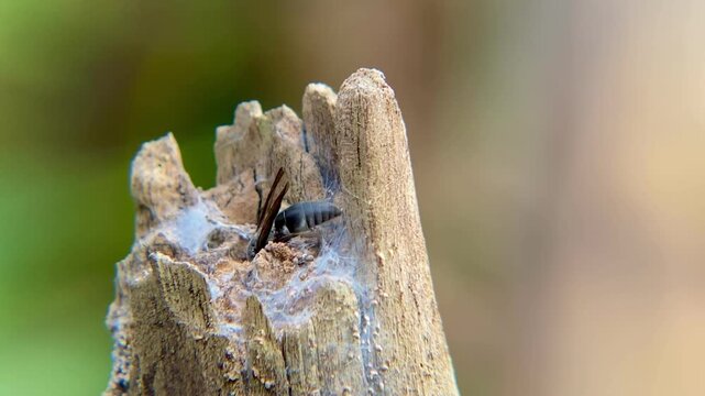 Black Mason Wasp Reversing and Entering Weathered Wood Hole Abdomen First, Macro Close-up