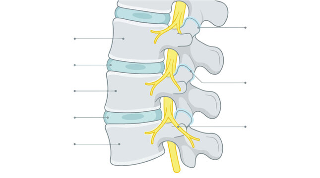 Anatomical illustration of a human spine with highlighted vertebrae and spinal nerves against a white background.