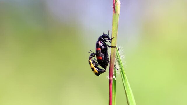 Macro shot of a bright black and red Poisonous Blister Beetle, Mylabris pustulata