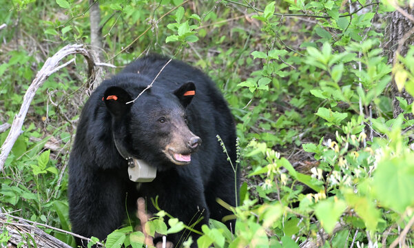 Black Bear with Collar