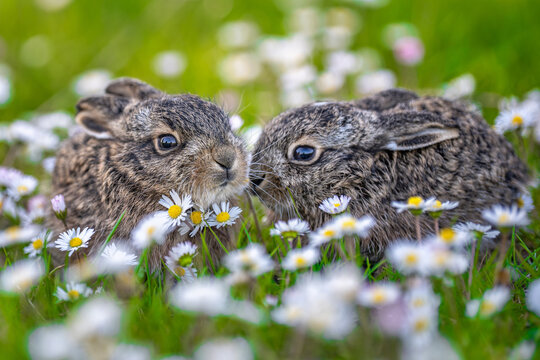Young leverets playing among spring daisy flowers