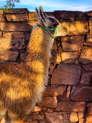 Fototapeta premium Andean llama specimen in its corral at sunset