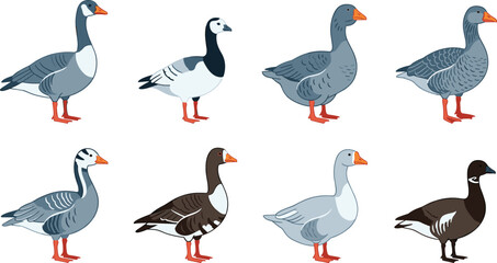 Set of Diverse Goose and Gander Bird Vector Illustrations Featuring Different Breeds and Plumage Patterns Like Greylag Canada and Farm Geese for Nature and Agricultural Designs © Sanjida