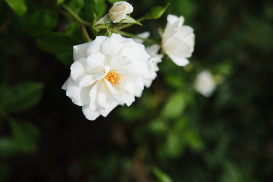 Rose Iceberg, a white floribunda rose variety. This specimen is located in the rose garden in Palermo, Buenos Aires, Argentina.