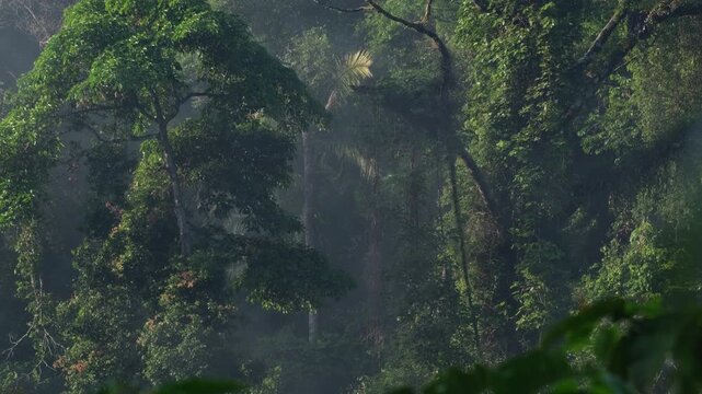 Misty rainforest with beams of sunlight filtering through the dense canopy and vines hanging from the trees. Climate change and natural phenomenon concept.