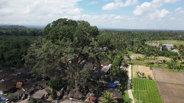 Drone aerial view of the Kayu Putih Giant Tree near Ubud in Bali, Indonesia featuring the sacred Bayan Ancient Tree and traditional Balinese temple surrounded by tropical forest.