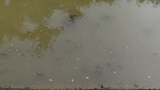 a group of tilapia fish that appear on the surface of the river water that is starting to dry up
