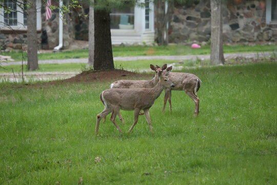 3 leg deer