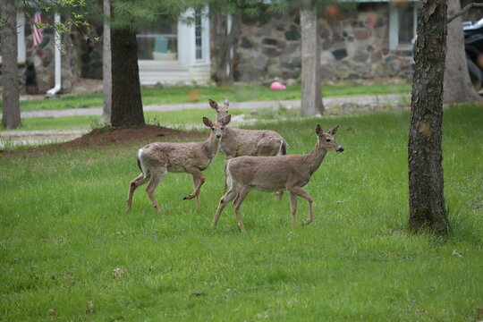 3 leg deer