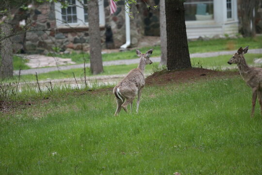 3 leg deer