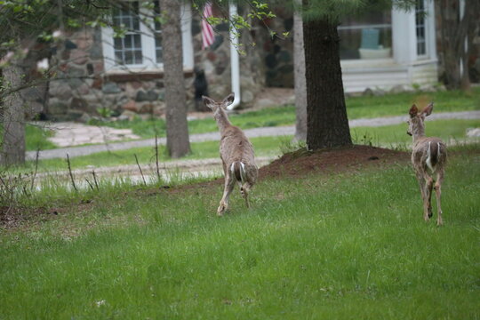 3 leg deer