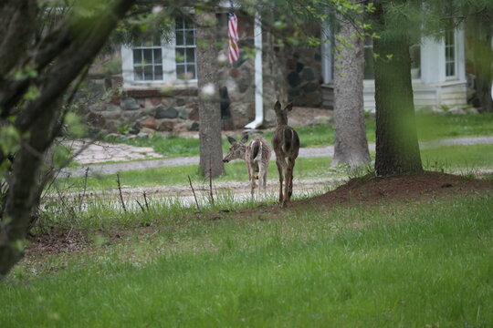3 leg deer