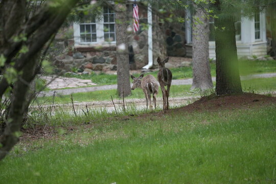 3 leg deer