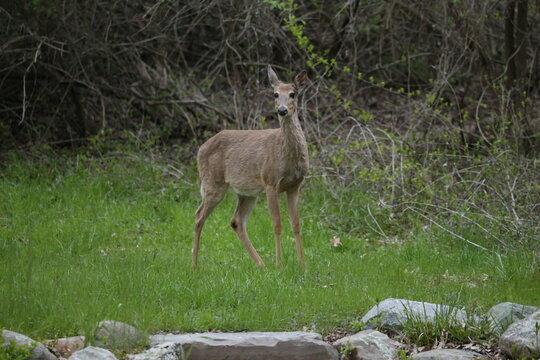 3 leg deer