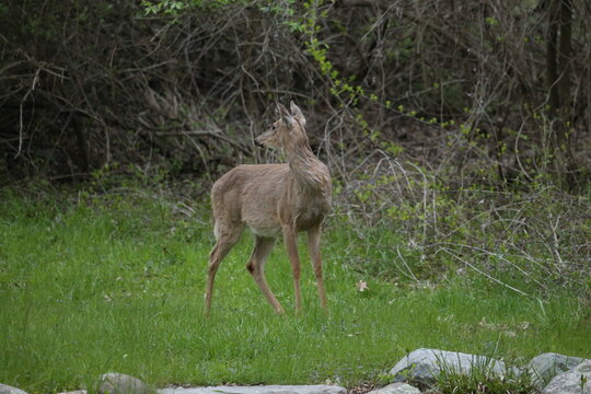 3 leg deer