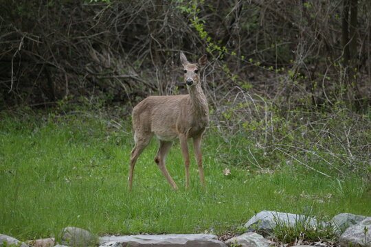 3 leg deer