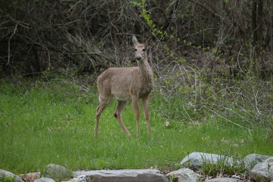 3 leg deer