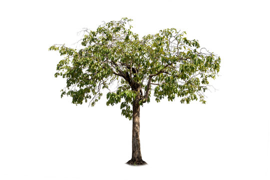 Green tree isolated on transparent background with clipping path, single tree with clipping path and alpha channel. are Forest and foliage in summer for both printing and web pages.