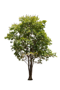 Green tree isolated on transparent background with clipping path, single tree with clipping path and alpha channel. are Forest and foliage in summer for both printing and web pages.