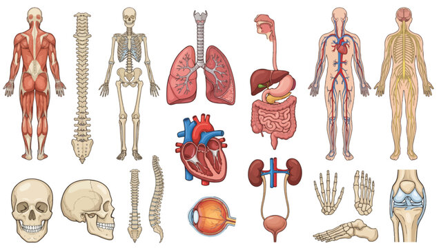Human Body Science Anatomy Chart Featuring Skeleton, Stomach, Body Parts, Muscles, Organs, Bones, Medical Illustration, Healthcare Education Diagram