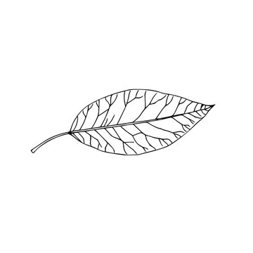 Continuous line drawing of a leaf skeleton, showing intricate vein networks, minimalist botanical art, white background. set with simple line art design featuring simple design, minimalist, black a...