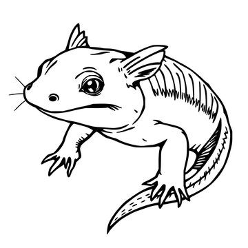 Detailed woodcut style illustration of an axolotl, rare amphibian aesthetic, black ink, vintage style, white background. set with simple line art design featuring simple design, minimalist, black a...