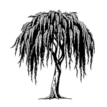 Vintage ink sketch of a weeping willow, detailed drooping branches, botanical engraving style, white background. set with simple line art design featuring sketches, drawings, vector graphics with m...