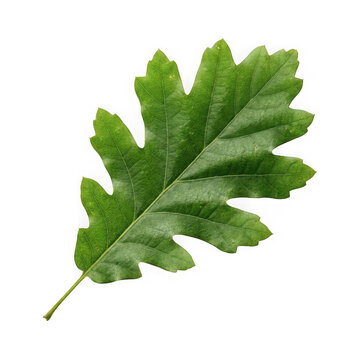 Green Oak Leaf Isolated on White Background with Natural Veins and Edges