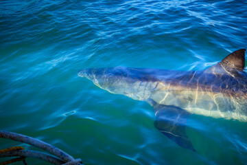 Fototapeta premium Great white shark