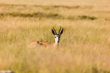Head of Springbok antelope peering over tall grass in Africa © Pete Niesen Photo