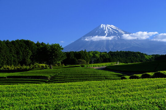 静岡県富士市の大渕笹場から望む富士山と美しい茶畑の絶景。新緑の茶園が広がる日本を象徴する景勝地。