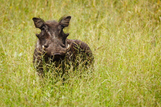 close up of wart hog's face in the grassland of Botswana Africa