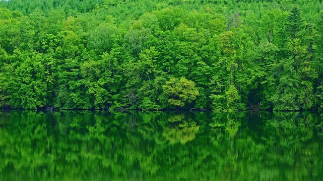Fresh Green Forest Reflection on Calm Lake in Hokkaido