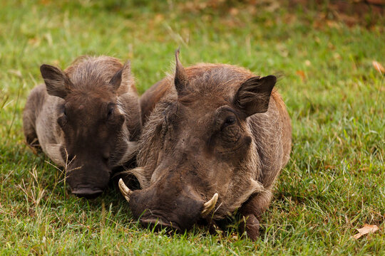 close up of mother and child wart hogs