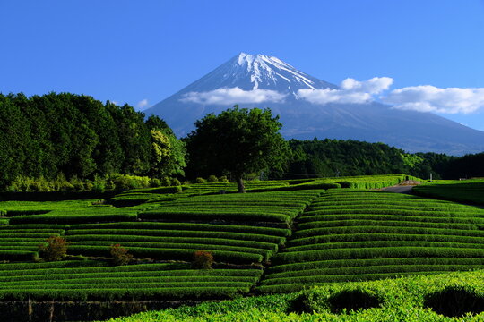 静岡県富士市の大渕笹場から望む富士山と美しい茶畑の絶景。新緑の茶園が広がる日本を象徴する景勝地。