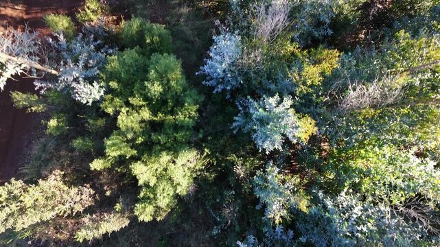 Cinematic drone shot rising from forest to reveal Temuco city in background
